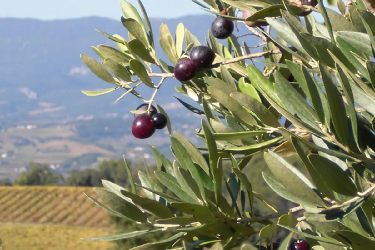 L’Atelier d'Assemblage d'Huile d'Olive autour de Cavaillon (Durée 1h30 - 75€ HT / personne)