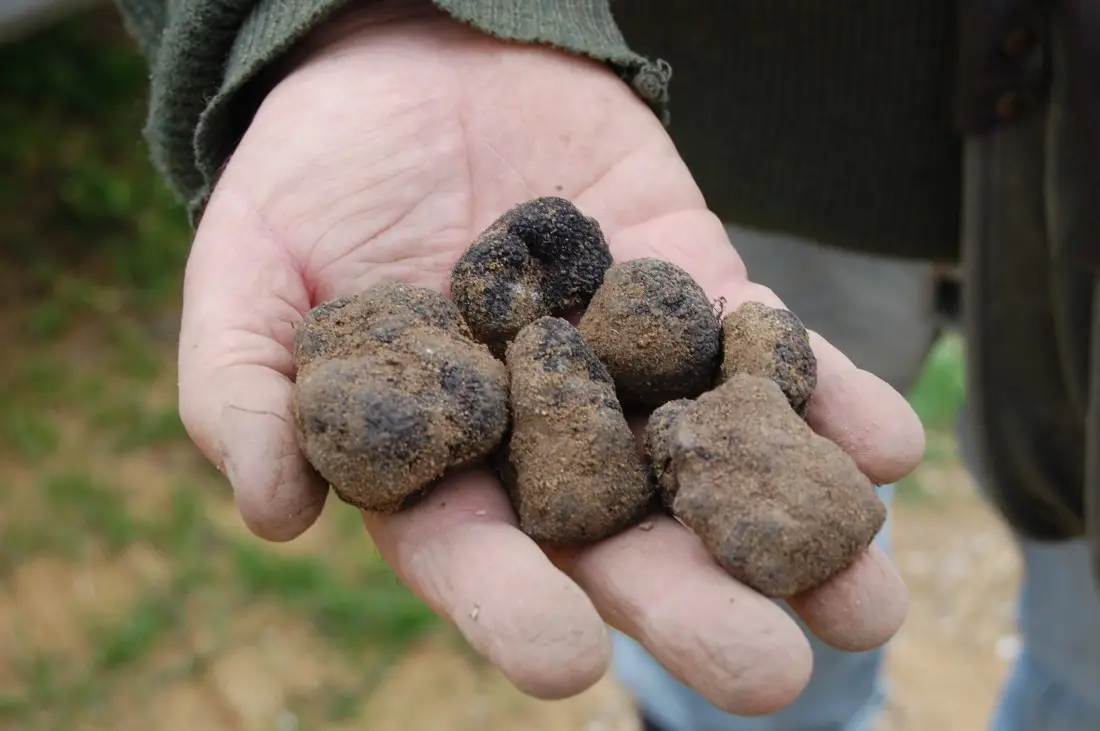 L’Atelier Autour de la Truffe Noire autour de Cavaillon(Durée 1h30 - 65€ HT / personne)