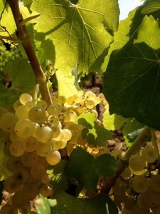 Vignoble en Provence - Domaine Les Perpetus 2