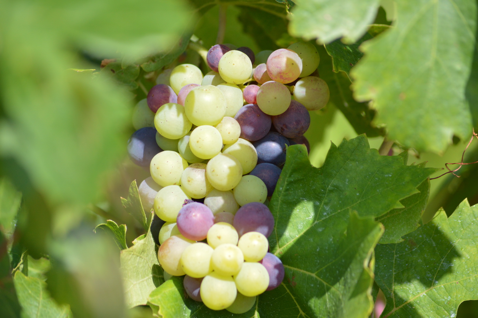 Les cépages du vignoble