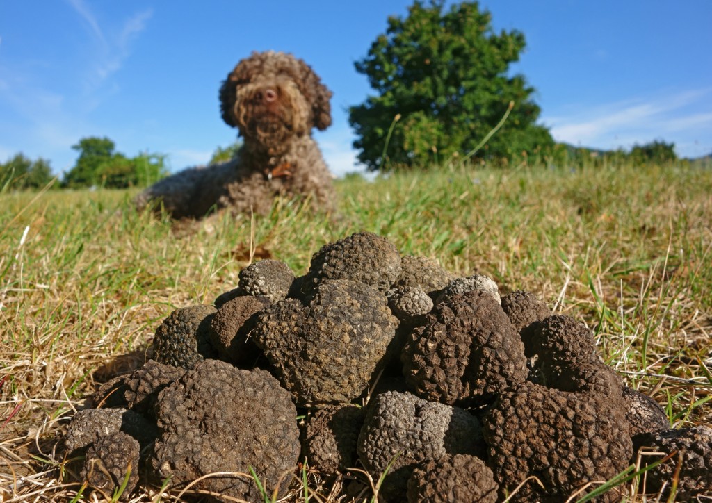 Cavage de la truffe noire du Luberon au Domaine Les Perpetus