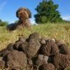 Cavage de la truffe noire du Luberon au Domaine Les Perpetus