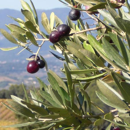 Huiles d'olive