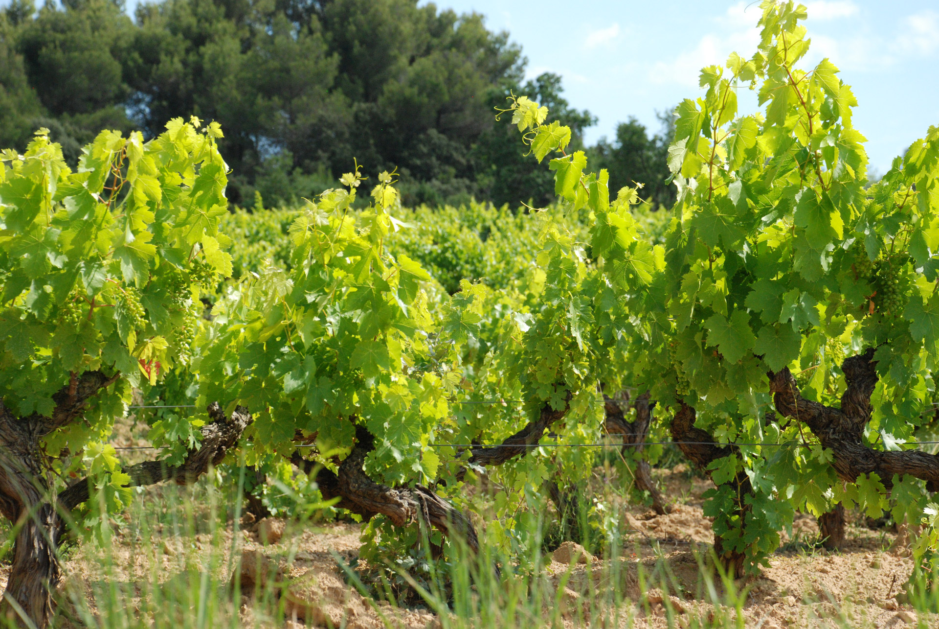 Production biologique : vins bio