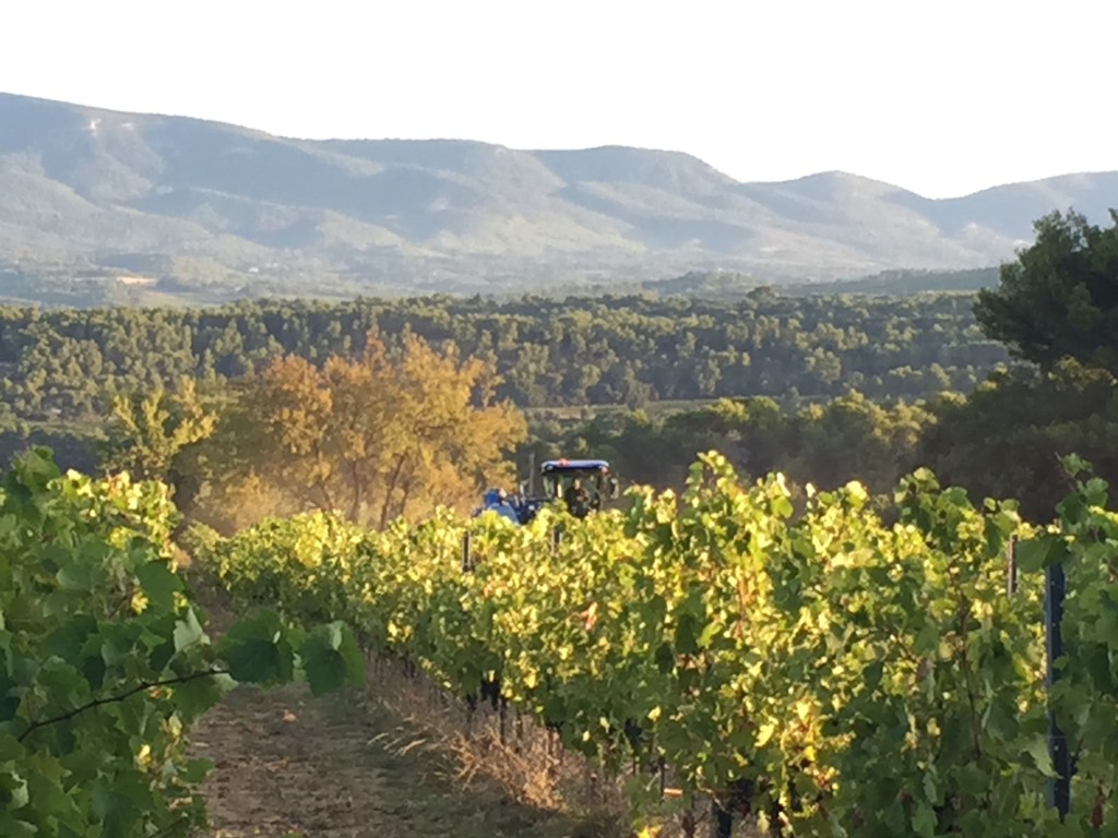 Vendanges 2015