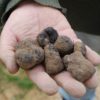 Venez déguster la truffe noire du Domaine Les Perpetus!
