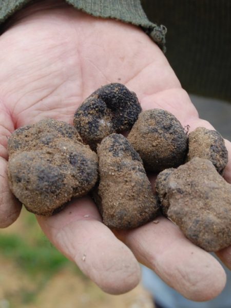 Venez déguster la truffe noire du Domaine Les Perpetus!