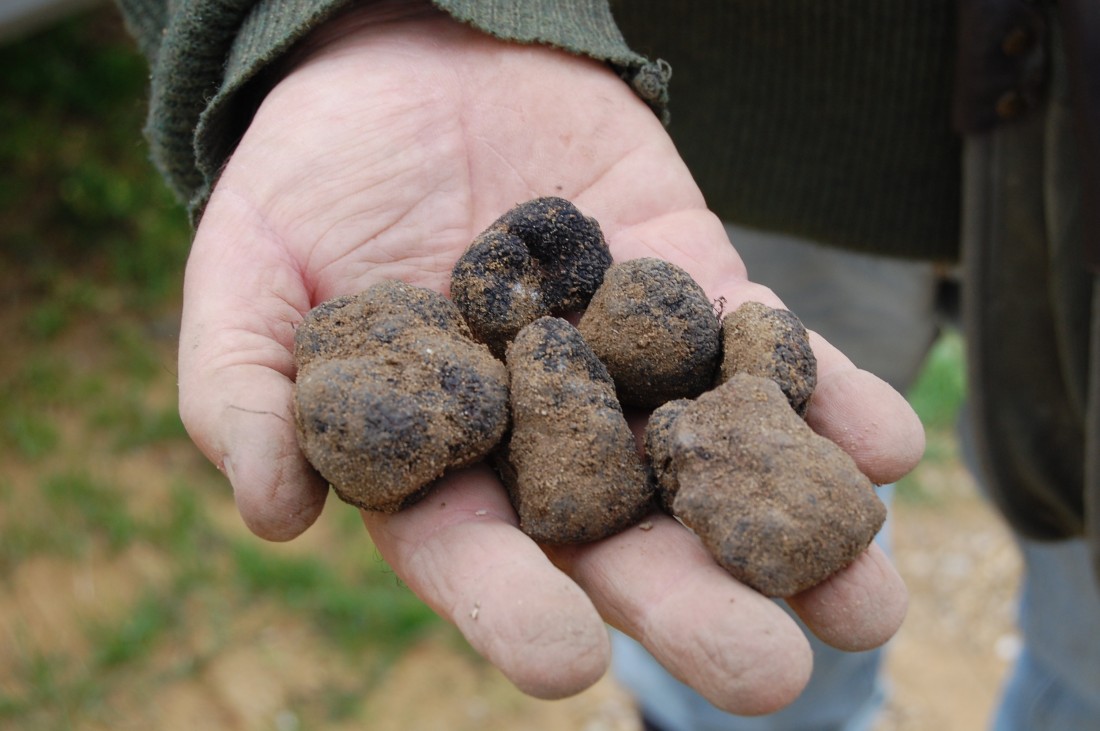 Venez déguster la truffe noire du Domaine Les Perpetus!