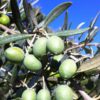 Fabrication de l huile d olive bio au Domaine Les Perpetus
