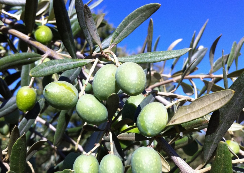 Fabrication de l huile d olive bio au Domaine Les Perpetus
