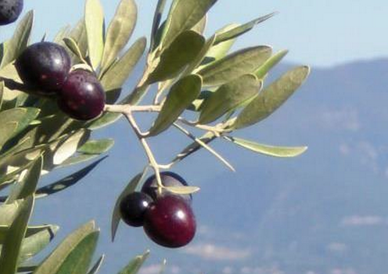 Variétés d'oliviers de Provence