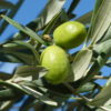 Fabrication de l huile d olive bio au Domaine Les Perpetus