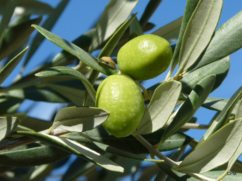 Fabrication de l huile d olive bio au Domaine Les Perpetus