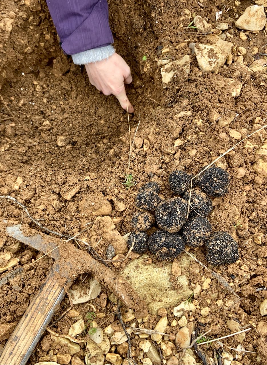 Les truffes noires sont de retour