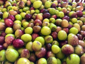 Huile d'olive fruité vert