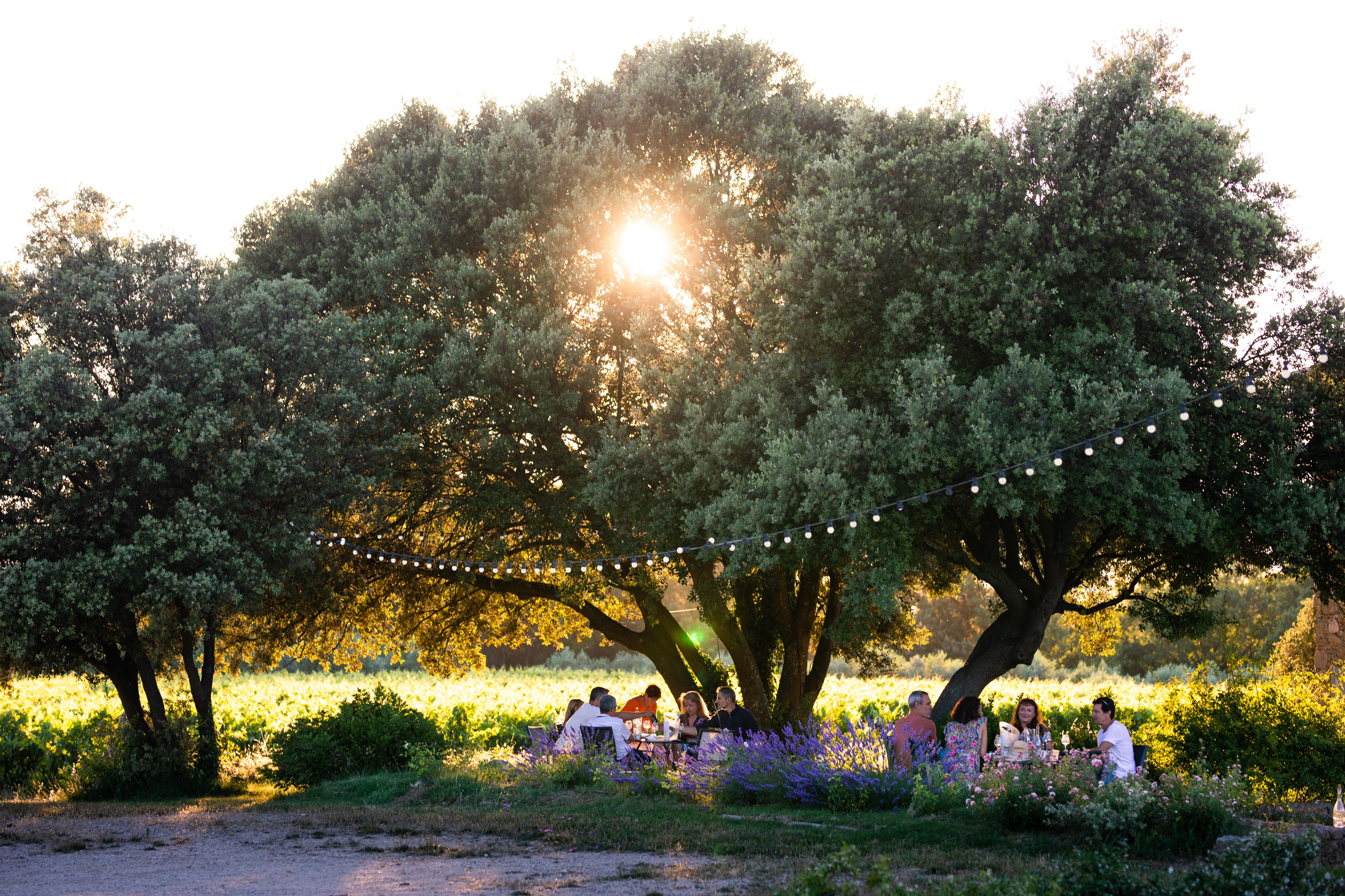 Les Estivales des Perpetus 2021 : un verre dans les vignes