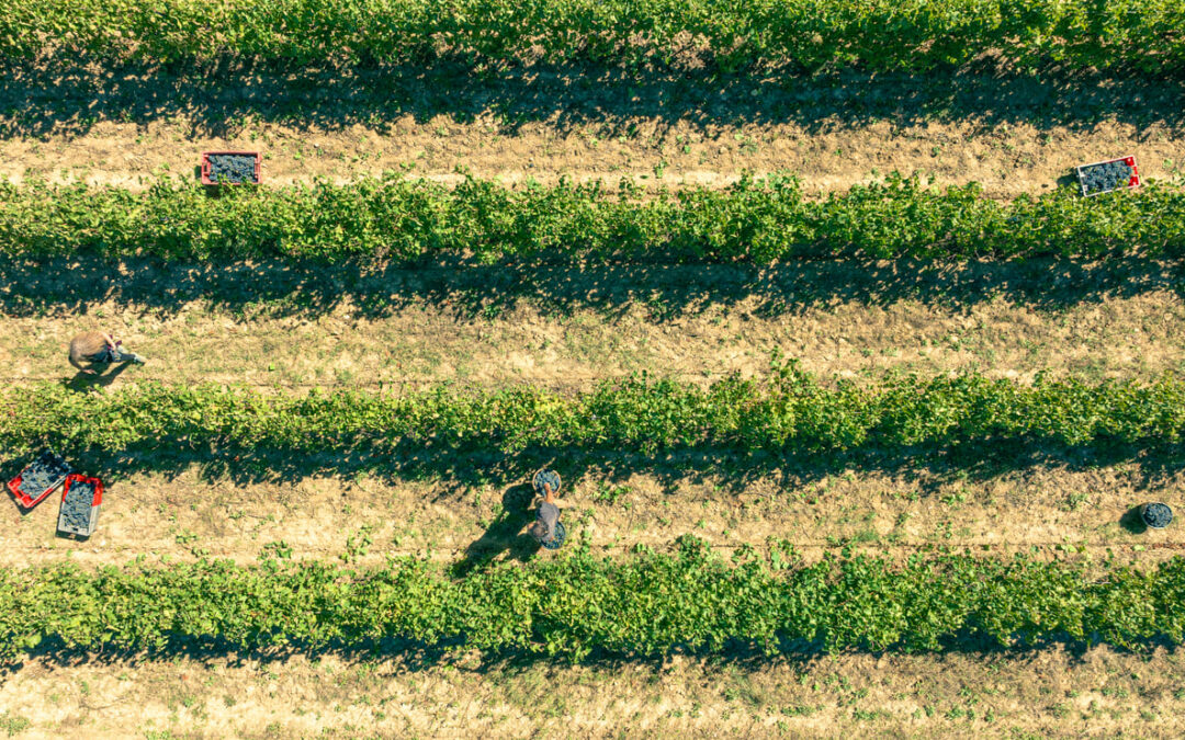Vendanges au Domaine les Perpetus