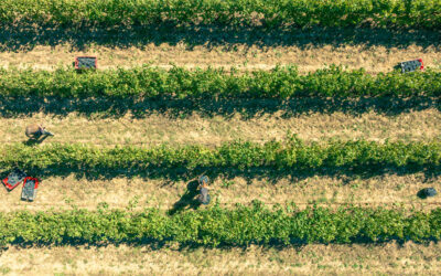 Vendanges au Domaine les Perpetus